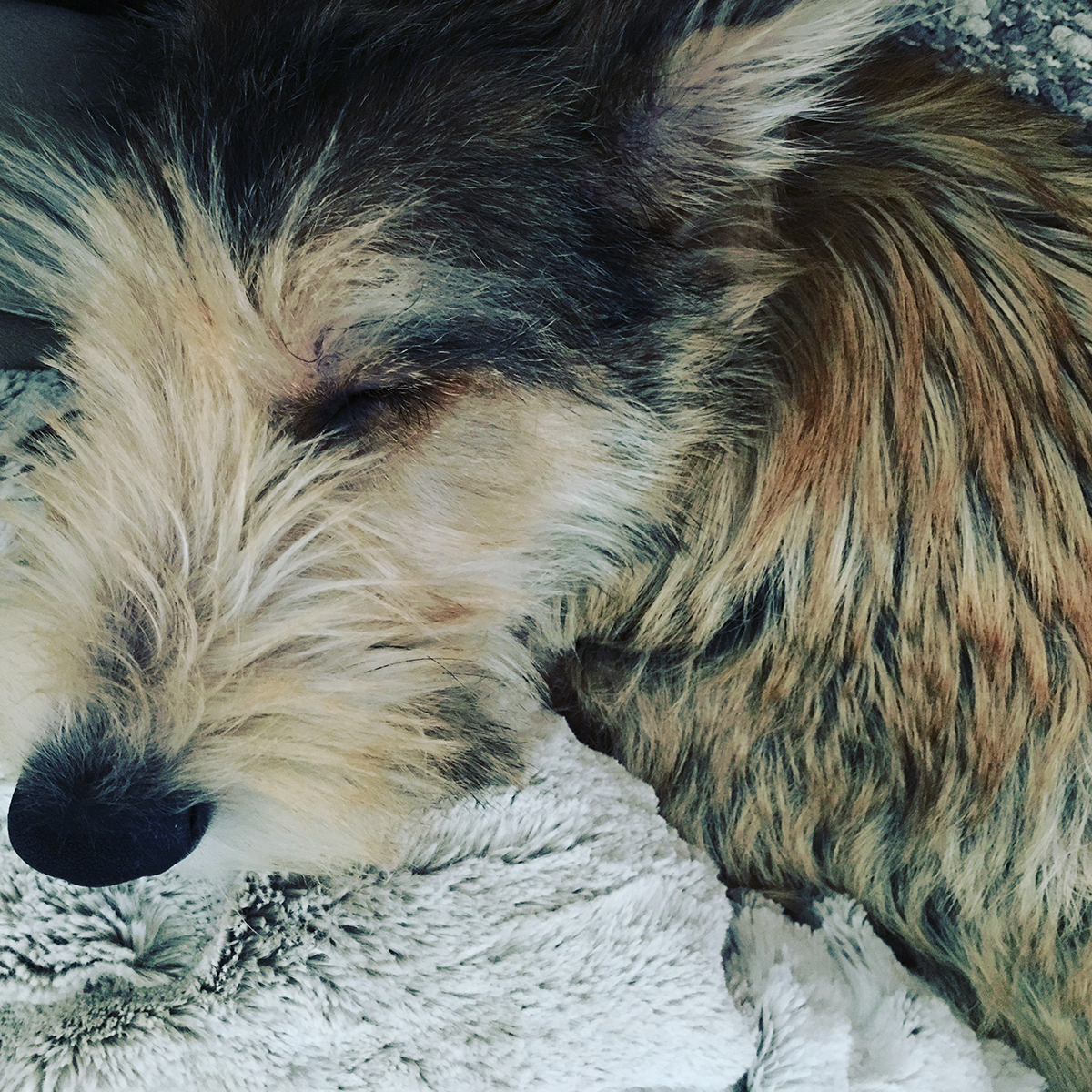 Image of a dog sleeping peacefully on a blanket