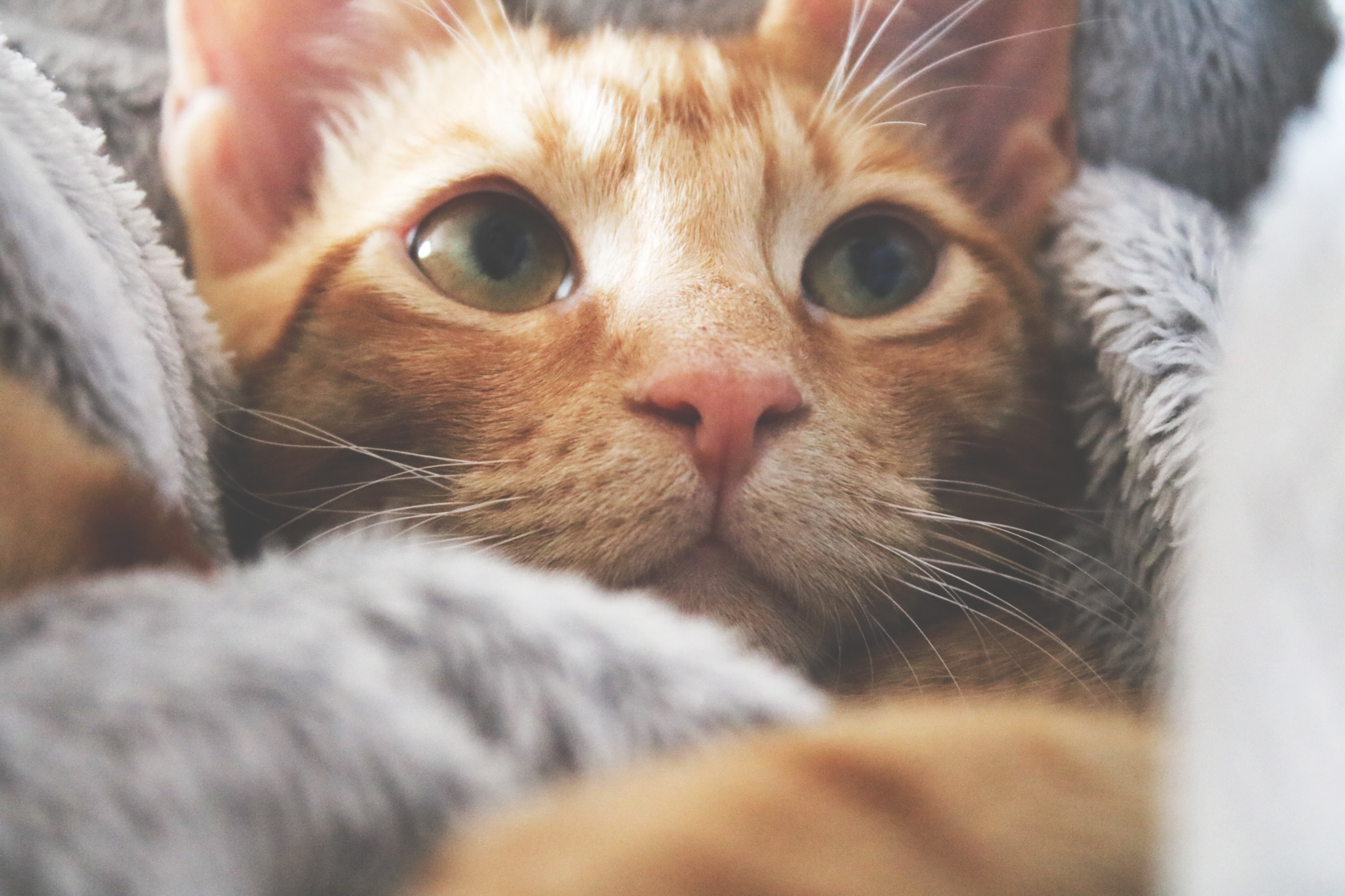 yellow cat peeking out of gray blanket