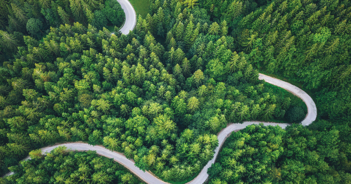 Winding road in the forest