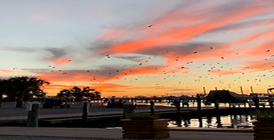 This is photograph taken by Sandra Ortega. The photograph shows a flock of birds in the air. It is sunset and the blue-yellow sky includes pink wispy clouds. The birds are above a water and deck area. There are also trees included. 