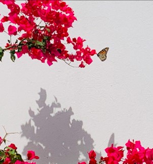This is a photograph taken by Sandra Ortega. The photograph shows a monarch butterfly on pink flowers. The flowers and the butterfly are in front of a white wall. At the bottom of the image, the tips of more pink flowers and the shadow of the above pink flowers is captured. 