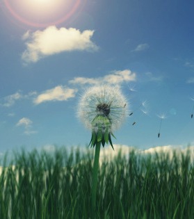 Dandelion seeds blowing in wind. 