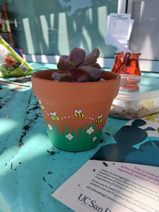 Succulent in small painted pot